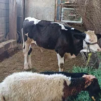 یه گاو با گوساله نر آلمانی اصل