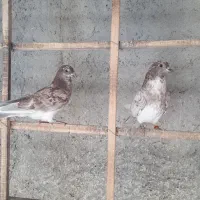 جوجه کفتر