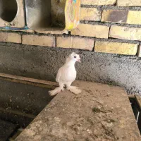کبوتر پر پا دوکاکله زینتی