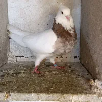 کوبتر طوق نر سرحال