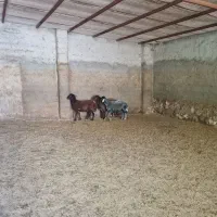 فروش سه بره نر همو