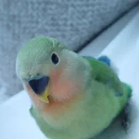 پرنده کوتوله سرلاکی