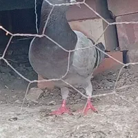 کبوتر