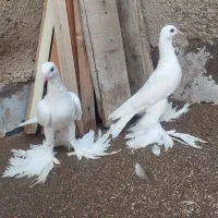 آغ بالا کبوتر  سالم سالم