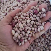 لوبیا چیتی خوشه‌ای