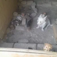 ۵عدد توله پاکوتاه نژاد تریر