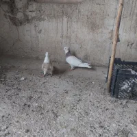 طوقی