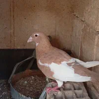 کفتر  رنگه