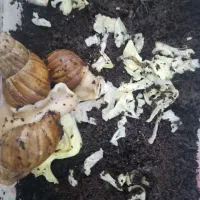 حلزون آلبینو درمانی