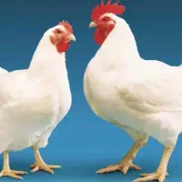 مرغ زنده فروشی با کالا برگ