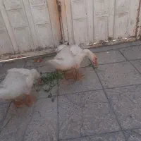 غاز