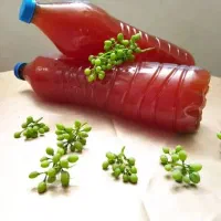 آبغوره تازه