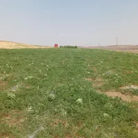 هندوانه ته بار ۲تا ۶کیلو درشت