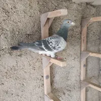 کبوتر مسافتی