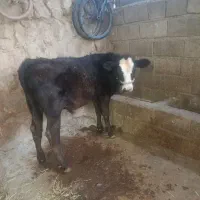 گوساله نر
