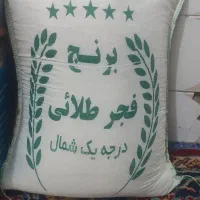 برنج فجر شمال
