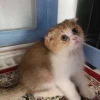 گمشده / نسیم شهر / مژدگانی داره