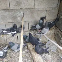 کبوتر مفلق پر
