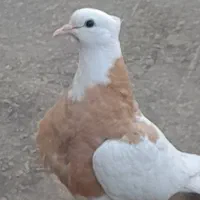 ساده،طوقی،سینه،سفید