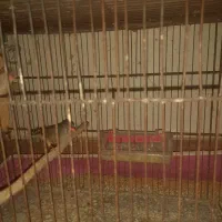 فنچ کینگ|پرنده|رشت, حومه رشت|دیوار