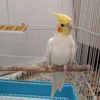 عروس هلندی