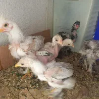 خروس و جوجه برهما