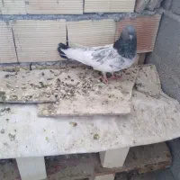 فروش کبوتر
