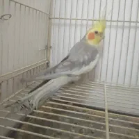 عروس هلندی بالغ تن نخورده
