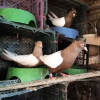 دوجفت سینه ای پاک پاک ازبهترین نصل