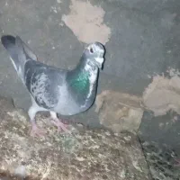 کفتر