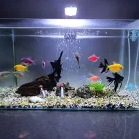 اکواریوم شیشه خم شرکتی