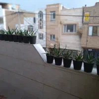 گل فروشی|گل و گیاه طبیعی|سبزوار, ولیعصر (نجار آباد)|دیوار