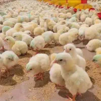 جوجه گوشتی ۵ روزه