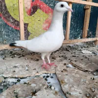 دو عدد کبوتر، دم ترمه ، کله سبز