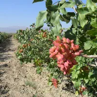 خریدار پسته تر
