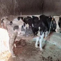گاوشیری