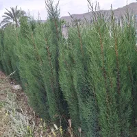 سرو ناز شیراز نهال درخت