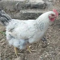 مرغ تخم گذار