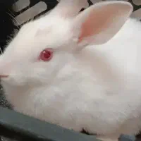 خرگوش