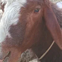 ۴ گوسفند و ۳ بز