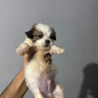 توله سگ شیتزو مالتیز نر سایز صفر