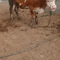 گاوماده