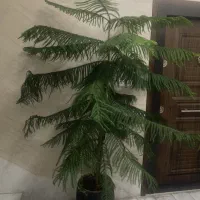 کاج مطبق