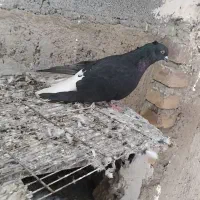 کبوتر اغ گویلوخ