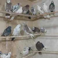 سلام  تعداد  ۲۰ عدد  کبوتر  غریب  گیری