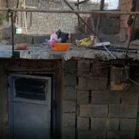 کبوتر|پرنده|سنندج, |دیوار