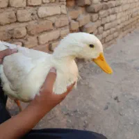 اردک تخم گزار ماده