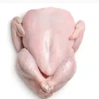 مرغ گرم کشتار روز