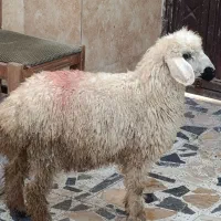 گوسفند نر