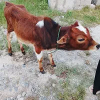 فروش گوساله نر۵۰ملیون